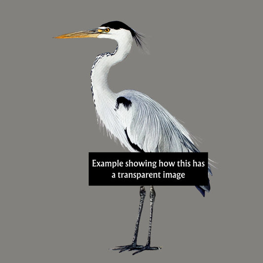 Heron clipart PNG